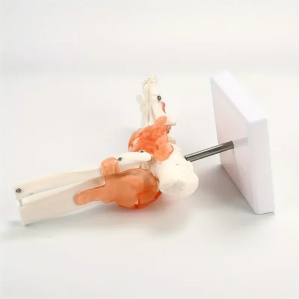 Modèle d'articulation de la cheville humaine avec ligaments, Échelle 1:1, squelette anatomique en plastique, outil pédagogique médical, langue chinoise – Image 2