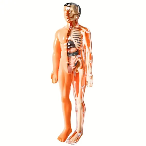 Kit de modèles d'anatomie humaine à des fins éducatives, 1 ensemble de squelette d'enseignement médical en plastique transparent avec organes détachables, instructions en anglais – Image 6