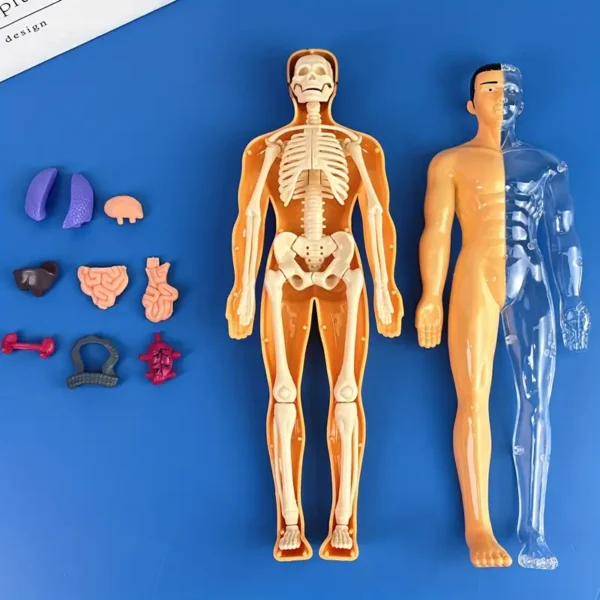 Kit de modèles d'anatomie humaine à des fins éducatives, 1 ensemble de squelette d'enseignement médical en plastique transparent avec organes détachables, instructions en anglais – Image 4