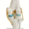 Modèle anatomique de l'articulation du genou humain grandeur nature, Squelette en plastique, aide pédagogique pour les soins infirmiers en traumatologie, l'enseignement médical et l'étude de l'anatomie