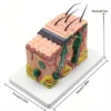 Modèle de dissection de tissu sous-cutané de texture anatomique de la peau humaine, échelle 35X, matériau plastique, outils d'enseignement médical