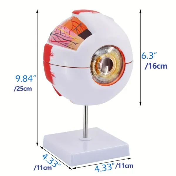 Modèle d'anatomie de l'œil humain Modèle d'anatomie de l'œil humain, globe oculaire en PVC agrandi 6X, avec détails sur la rétine, la sclère et l'iris, base amovible, pour l'enseignement médical et l'éducation scientifique 5 décembre 2024 Kotazando