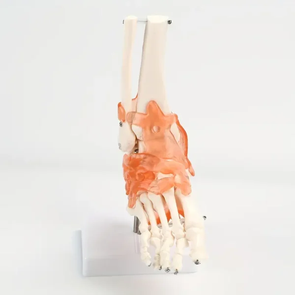 Modèle d'articulation de la cheville humaine avec ligaments, Échelle 1:1, squelette anatomique en plastique, outil pédagogique médical, langue chinoise – Image 4
