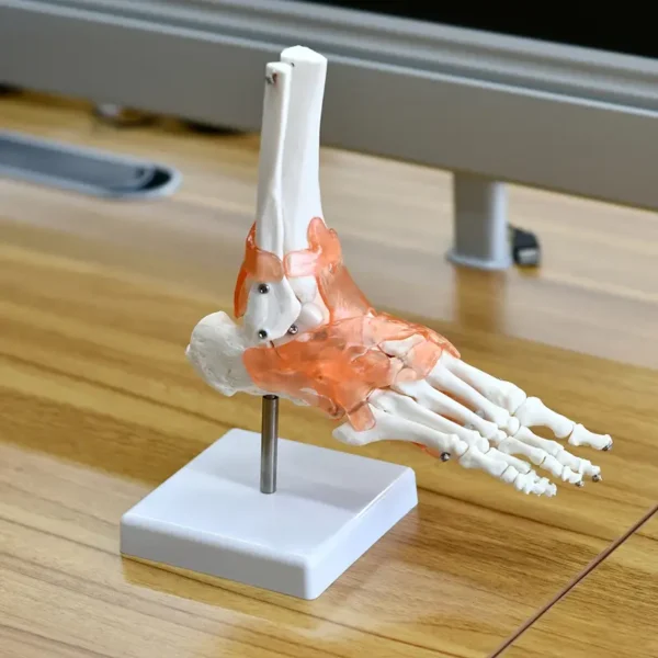 Modèle d'articulation de la cheville humaine avec ligaments, Échelle 1:1, squelette anatomique en plastique, outil pédagogique médical, langue chinoise