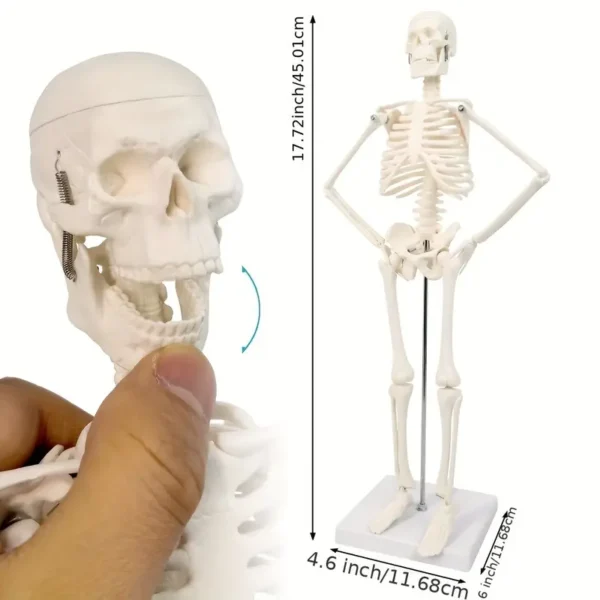 Modèle de squelette humain avancé 2024 pour l'anatomie Modèle de squelette humain avancé 2024 pour l'anatomie, 44,96 cm de haut, bras et jambes flexibles, colonne vertébrale et côtes complètes, jouet scientifique éducatif 5 décembre 2024 Kotazando