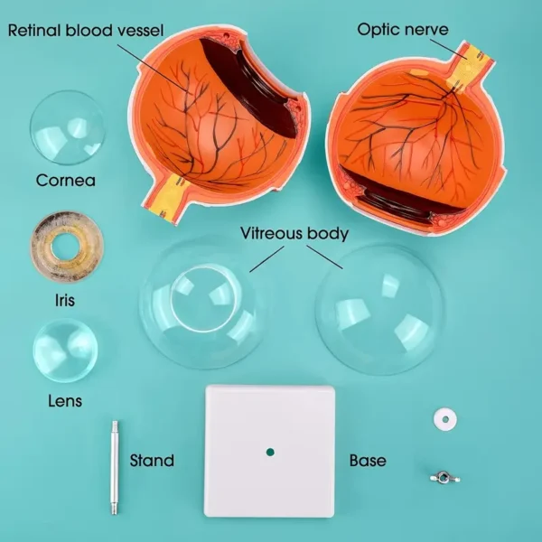 Modèle d'anatomie de l'œil humain Modèle d'anatomie de l'œil humain, globe oculaire en PVC agrandi 6X, avec détails sur la rétine, la sclère et l'iris, base amovible, pour l'enseignement médical et l'éducation scientifique 5 décembre 2024 Kotazando