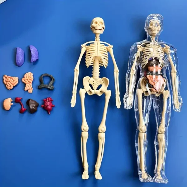 Kit de modèles d'anatomie humaine à des fins éducatives, 1 ensemble de squelette d'enseignement médical en plastique transparent avec organes détachables, instructions en anglais – Image 2