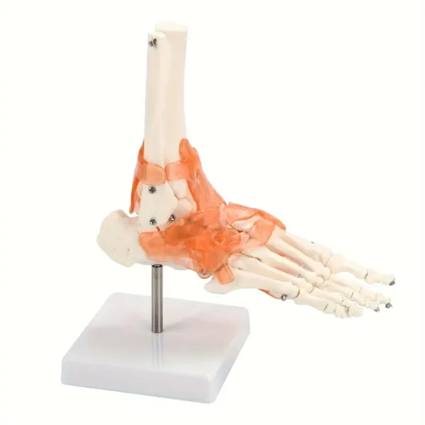 Modèle d'articulation de la cheville humaine avec ligaments, Échelle 1:1, squelette anatomique en plastique, outil pédagogique médical, langue chinoise – Image 6