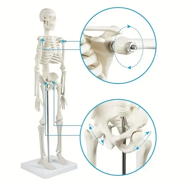 Modèle de squelette humain avancé 2024 pour l'anatomie Modèle de squelette humain avancé 2024 pour l'anatomie, 44,96 cm de haut, bras et jambes flexibles, colonne vertébrale et côtes complètes, jouet scientifique éducatif 5 décembre 2024 Kotazando