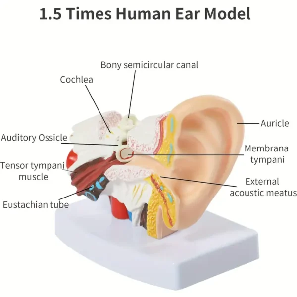 Modèle d'oreille humaine anatomique Modèle d'oreille humaine anatomique, 1,5 fois plus grand que nature, matériau en PVC, non électrique, présentation pédagogique de l'anatomie de l'oreille pour étude médicale 5 décembre 2024 Kotazando