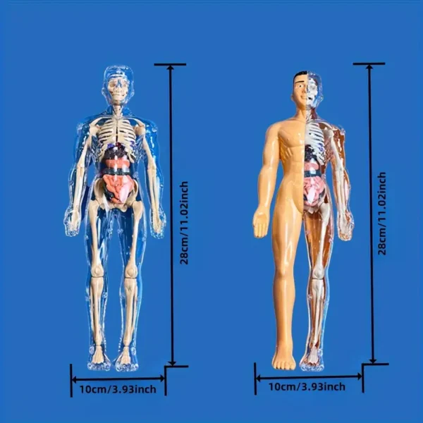 Kit de modèles d'anatomie humaine à des fins éducatives, 1 ensemble de squelette d'enseignement médical en plastique transparent avec organes détachables, instructions en anglais – Image 9