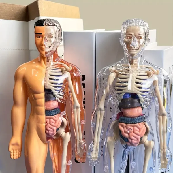 Kit de modèles d'anatomie humaine à des fins éducatives, 1 ensemble de squelette d'enseignement médical en plastique transparent avec organes détachables, instructions en anglais – Image 10
